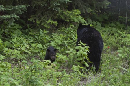 Zwarte beer met jong in Wells Grey provincial park